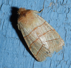 Pyreferra citrombra