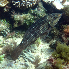 Notolabrus inscriptus