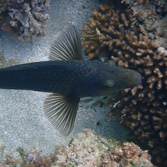 Notolabrus inscriptus