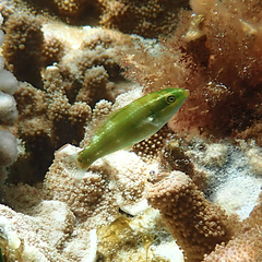 Notolabrus inscriptus