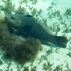 Notolabrus inscriptus