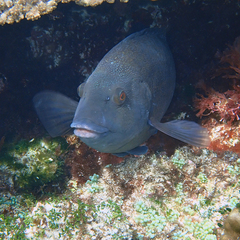 Notolabrus inscriptus