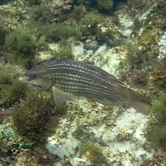 Notolabrus inscriptus