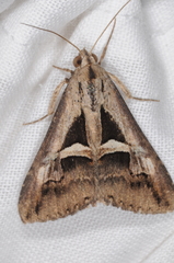 Melipotis bisinuata