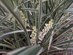 Ophiopogoneae