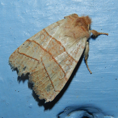 Pyreferra citrombra