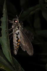 Manduca diffissa
