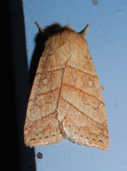 Pyreferra citrombra