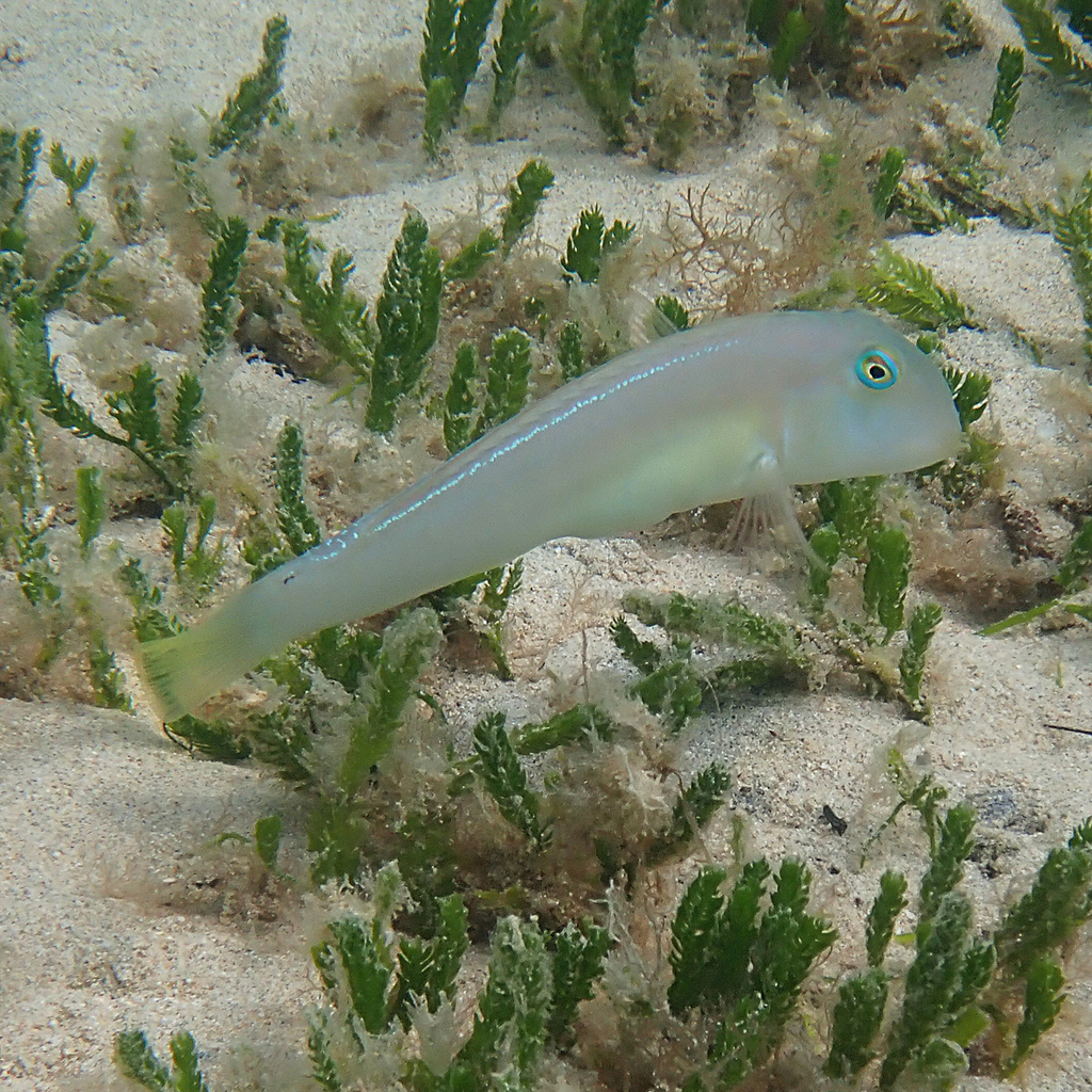 Knife Razorfish