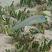 Knife Wrasse - Photo (c) Susan Prior, some rights reserved (CC BY), uploaded by Susan Prior