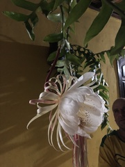 Epiphyllum chrysocardium