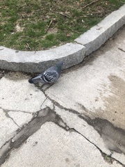 Columba livia domestica