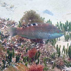 Pseudolabrus luculentus