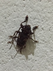 Aegomorphus circumflexus
