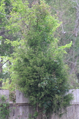 Juniperus virginiana