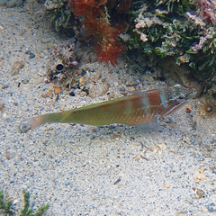 Pseudolabrus luculentus