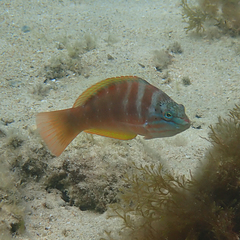 Pseudolabrus luculentus