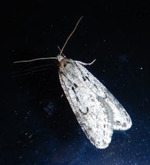 Semioscopis