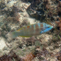Pseudolabrus luculentus