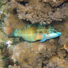 Pseudolabrus luculentus