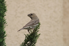 Haemorhous mexicanus