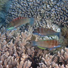 Pseudolabrus luculentus