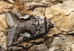 Stretchia plusiaeformis