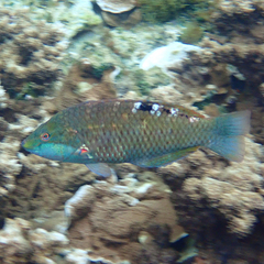 Pseudolabrus luculentus