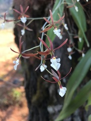 Prosthechea punctulata