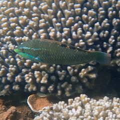 Pseudolabrus luculentus