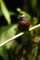 Ochthoeca cinnamomeiventris