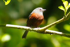 Ochthoeca cinnamomeiventris