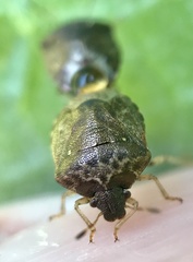 Cosmopepla intergressa