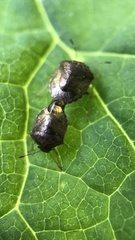 Cosmopepla intergressa