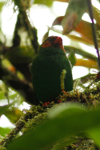 Grass-green Tanager (Chlorornis riefferii), photo 7