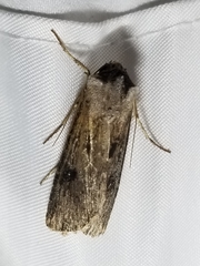 Agrotis malefida