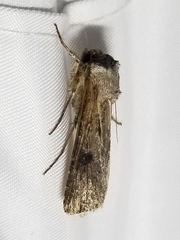 Agrotis malefida