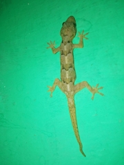 Hemidactylus mabouia