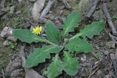 Cymbonotus lawsonianus