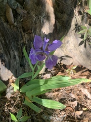 Iris tectorum