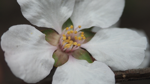 Prunus tomentosa