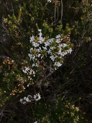 Epacris paludosa