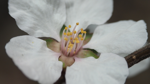 Prunus tomentosa