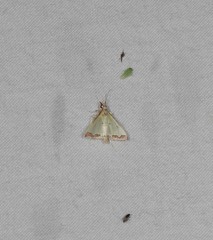 Autocharis hedyphaes