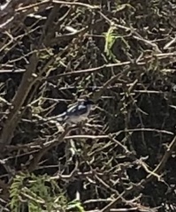 Polioptila melanura