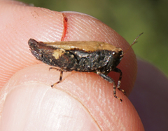 Tettigidea