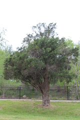Juniperus virginiana