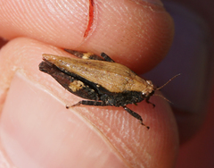 Tettigidea