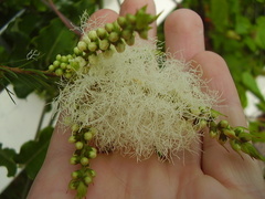 Melaleuca alternifolia