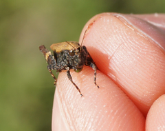 Tettigidea